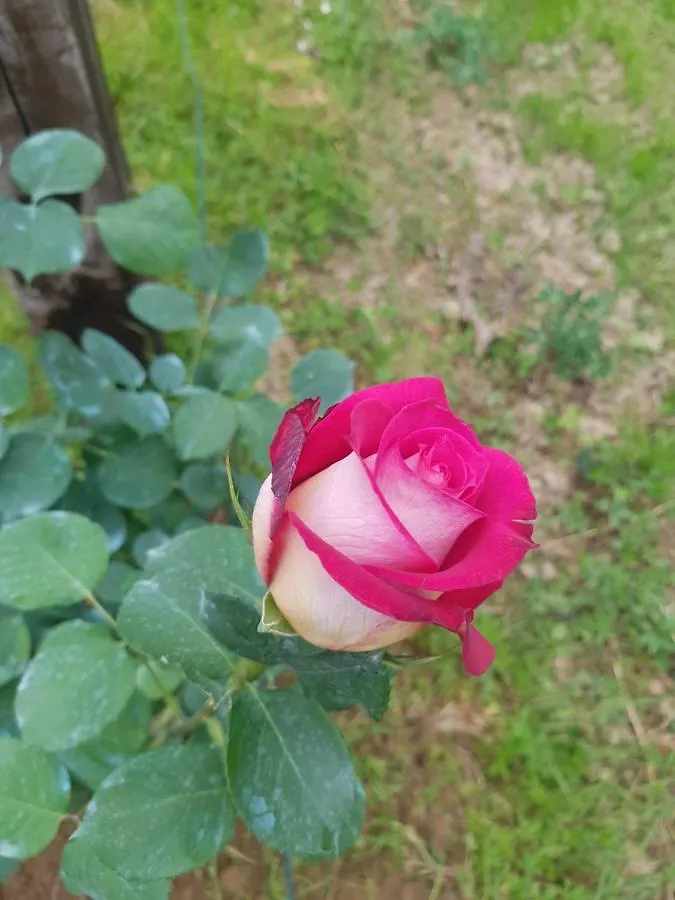 B&B La Damigiana Fioi Piano di Follo 0*,